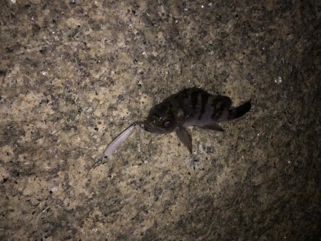 ひさびさメバル