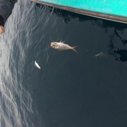 浅川沖でアオリイカ