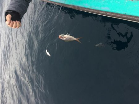 浅川沖でアオリイカ