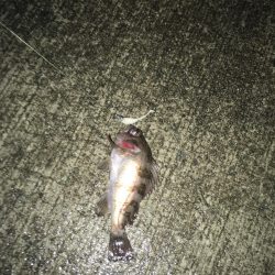 堂ノ浦他でアジ