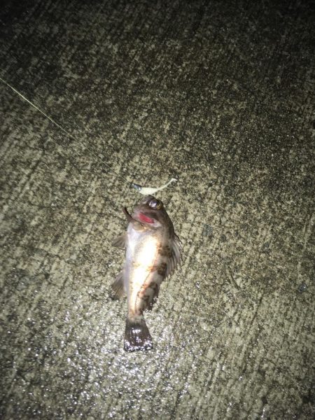 堂ノ浦他でアジ