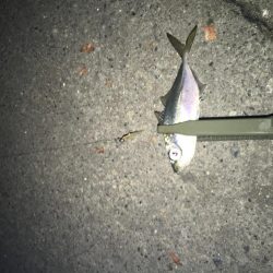 アジングとサプライズ