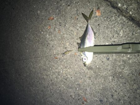 アジングとサプライズ