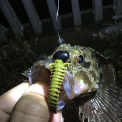 タケノコメバル!!