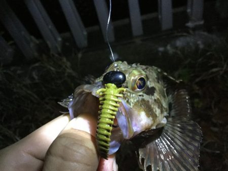 タケノコメバル!!