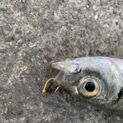 ラストフカセでアジ