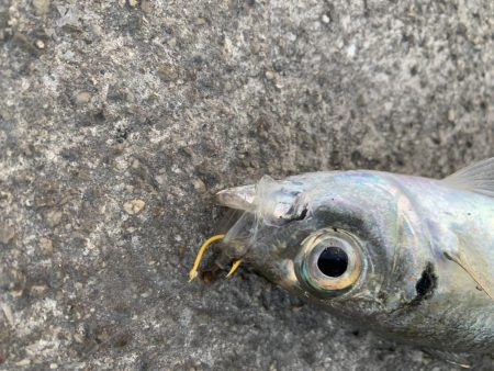 ラストフカセでアジ