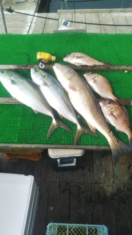 のんびり海上釣り堀❗️