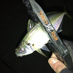 強風でもアジ釣れます〜