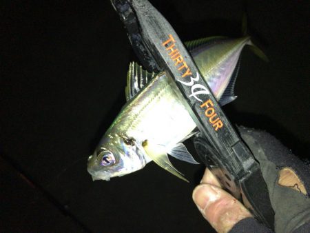 強風でもアジ釣れます〜