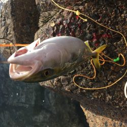 2019年は青物で締めくくり！