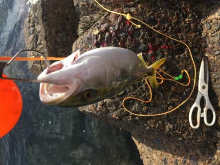 2019年は青物で締めくくり！