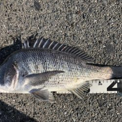 イチノ兄弟、釣果！