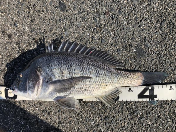 イチノ兄弟、釣果！