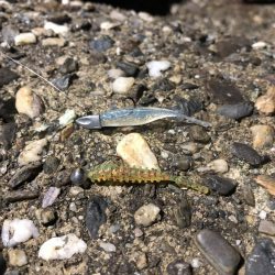 ベタ凪濃霧アジング