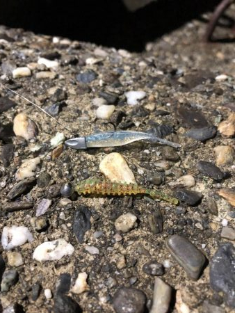 ベタ凪濃霧アジング