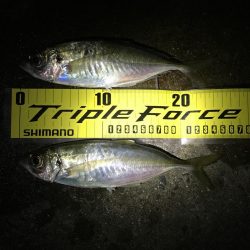 尺を求めて淡路遠征