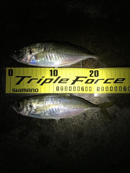 尺を求めて淡路遠征