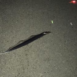 12月2日神戸太刀魚、大サバ