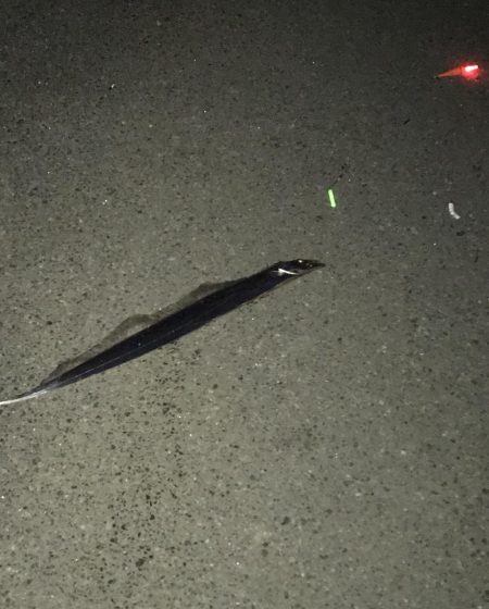 12月2日神戸太刀魚、大サバ