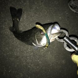 いつまでいけるか