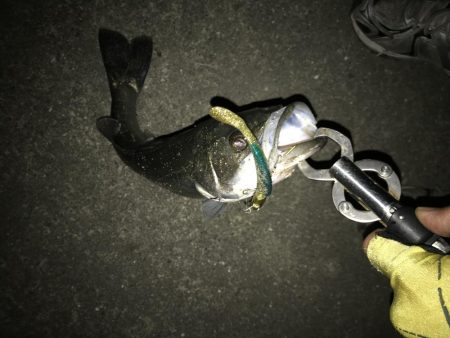 いつまでいけるか