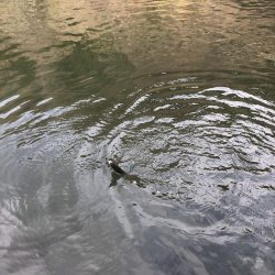 初！千早川マス釣り場