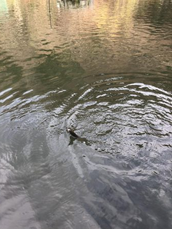 初！千早川マス釣り場