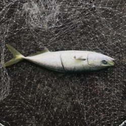 飲ませで青物狙い