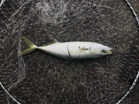 飲ませで青物狙い