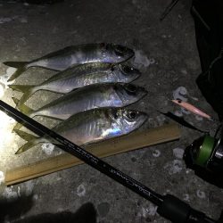 なぜ休みはいつも風が強いのさ