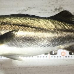 いつまで続く?イワシ荒喰いシーバスとタチウオ