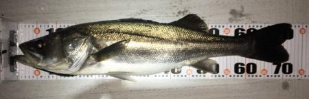 いつまで続く?イワシ荒喰いシーバスとタチウオ