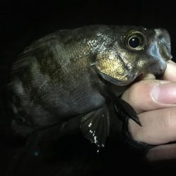 長潮鯵フェスタ開催!