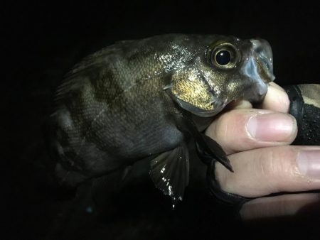 長潮鯵フェスタ開催!