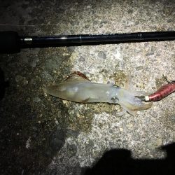 ヒイカエギングでまたまた奴が来た笑