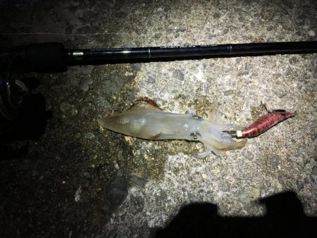 ヒイカエギングでまたまた奴が来た笑