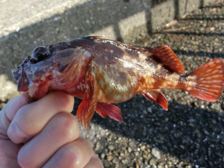 釣り納めファミリーフィッシング