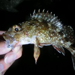 釣り納めでガシラ爆釣