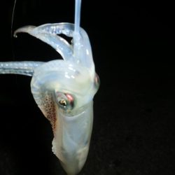 セイゴ・ヒイカ・マダコ２匹