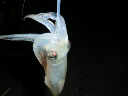 セイゴ・ヒイカ・マダコ２匹