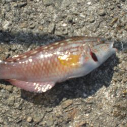 キス居るかな、ちょい投げ