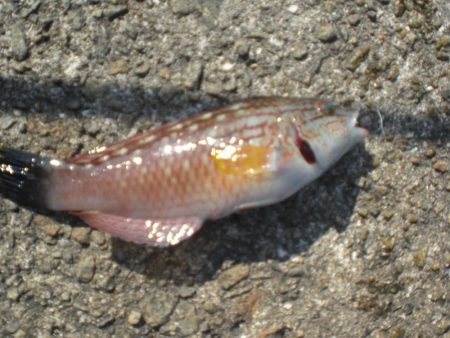 キス居るかな、ちょい投げ