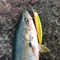 竿納で青物連発！