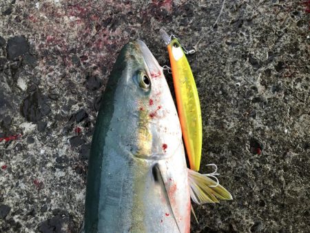 竿納で青物連発！