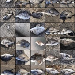 イチノ兄弟、釣果！