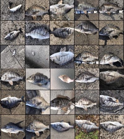 イチノ兄弟、釣果！