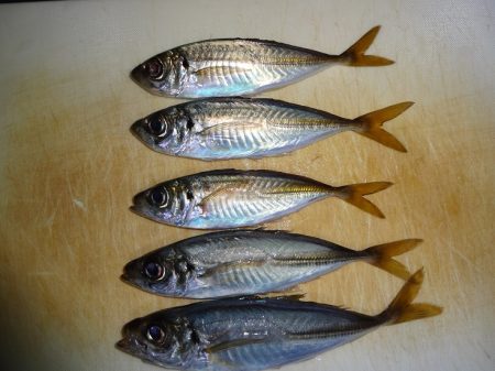 今日もアジング