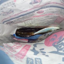 ノー残業デーなのでアジング行って来ました。