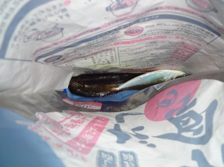 ノー残業デーなのでアジング行って来ました。